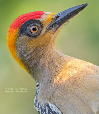 Goudwangspecht - Golden-cheeked Woodpeckers - Melanerpes chrysogenys