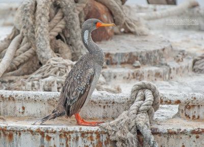 Roodpootaalscholver - Red-legged Cormorant - Phalacrocorax gaimardi