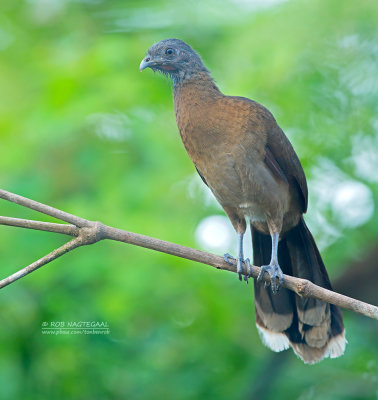 Grijskopchachalaca - Gray-headed Chachalaca - Ortalis cinereiceps