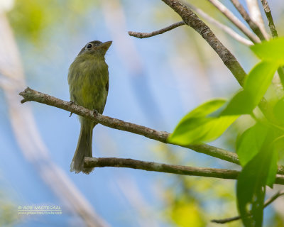 Brilbreedbektiran - Eye-ringed flatbill - Rhynchocyclus brevirostris brevirostris