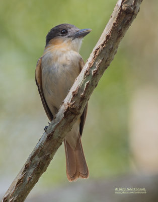 Roodkeelbekarde  - Rose-throated Becard - Pachyramphus aglaiae yucatanensis