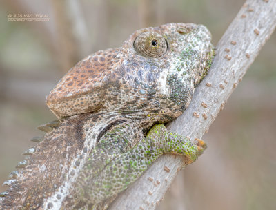 Wrattenkameleon - Warty chameleon - Furcifer verrucosus