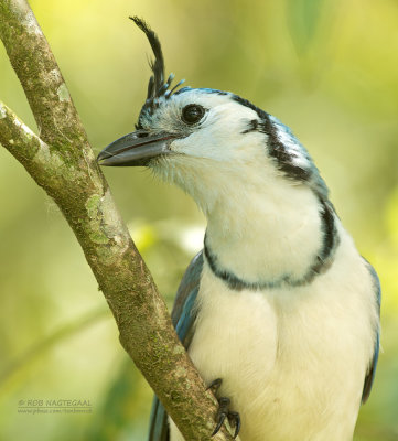 Ekstergaai - White-throated Magpie-Jay - Cyanocorax formosus