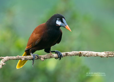 Montezumaoropendola - Montezuma Oropendola - Psarocolius montezuma