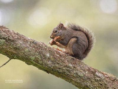 Douglas eekhoorn - Douglas squirrel - Tamiasciurus douglasi