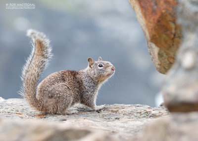 Californische grondeekhoorn - California ground squirrel - Otospermophilus beecheyi
