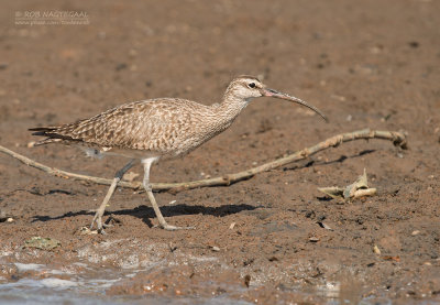 Amerikaanse regenwulp - American Whimbrel - Numenius Hudsonicus