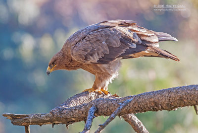 Steppearend - Steppe Eagle - Aquila nipalensis
