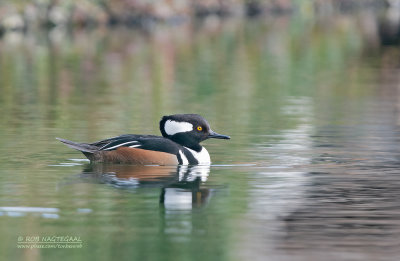 Kokardezaagbek - Hooded Merganser - Lophodytes cucullatus