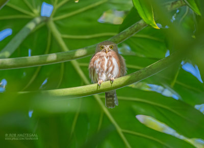 Colimadwerguil - Colima pygmy owl - Glaucidium palmarum oberholseri