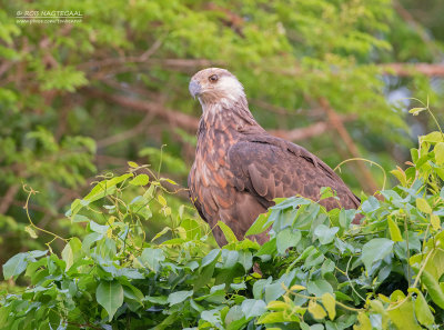 Madagaskarzeearend - Madagascar Fish-Eagle - Haliaeetus vociferoides