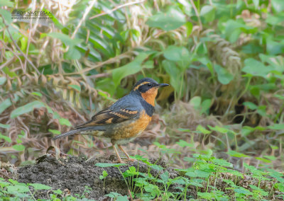 Bonte lijster - Varied Thrush - Ixoreus naevius