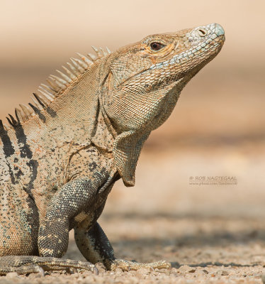 Witzwarte grondleguaan - Black Spiny-tailed Iguana - Ctenosaura similis