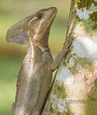 Gestreepte basilisk - Brown basilisk - Basiliscus vittatus