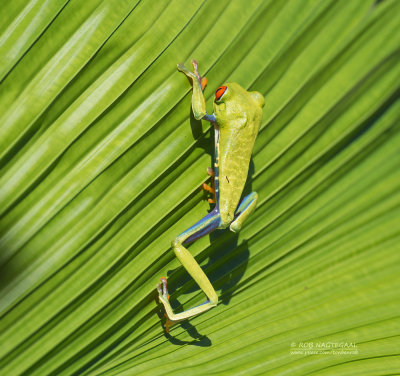 Roodoogmakikikker - Red-eyed Tree Frog - Agalychnis callidryas6.jpg