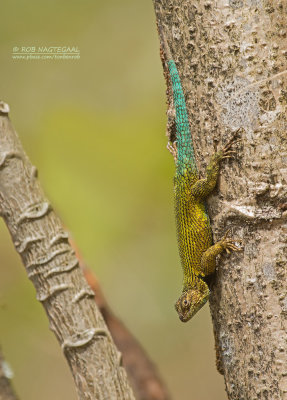 Smaragd Stekelleguaan - Spiny Green Lizard - Sceloporus malachiticus