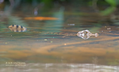 Brilkaaiman - Spectacled caiman - Caiman crocodilus