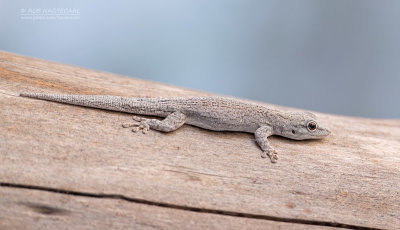 Thicktail Day Gecko - Phelsuma mutabilis