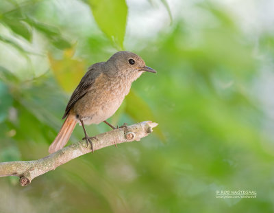 Benson-rotslijster - Benson's Rock-Thrush - Monticola bensoni