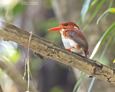 Madagaskardwergijsvogel - Madagascar Pygmy-Kingfisher - Corythornis madagascariensis madagascariensis