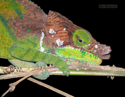 O'Shaughnessy's kameleon - O'Shaughnessy's Chameleons - Calumma oshaughnessyi