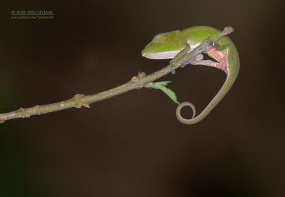 Perinetkameleon - Perinet Chameleon - Calumma gastrotaenia