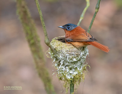 Madagaskarparadijsmonarch - Madagascar Paradise-Flycatcher - Terpsiphone mutata