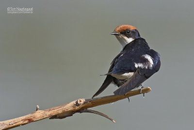 Roodkruinzwaluw - Wire-tailed Swallow - Hirundo smithii 
