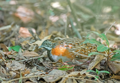 Madagaskarvechtkwartel - Madagascar Buttonquail - Turnix nigricollis