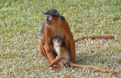 Western red colobus - Procolobus badius