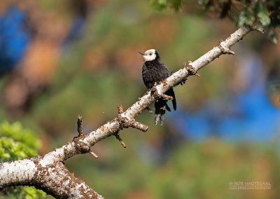 Witkopspecht - White-headed Woodpecker - Picoides albolarvatus albolarvatus