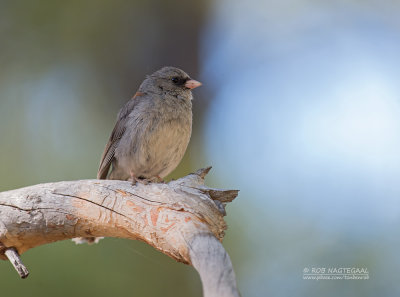 Grijze Junco - Dark-eyed Junco - Junco hyemalis