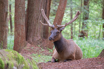 Roosevelt Wapiti - Roosevelt Elk - Cervus canadensis roosevelti