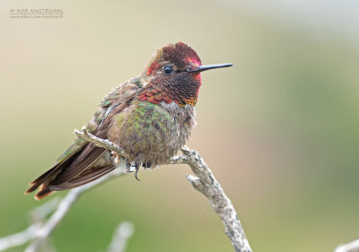 Anna's Kolibrie - Anna's Hummingbird - Calypte anna