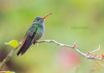 Roodstaartkolibrie - Roufous-tailed Hummingbird - Amazilia tzacatl 
