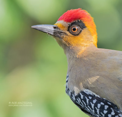Goudwangspecht - Golden-cheeked Woodpeckers - Melanerpes chrysogenys