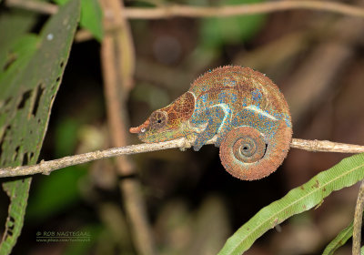 Blue-legged chameleon - Calumma crypticum