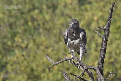 Vechtarend - Martial Eagle - Polemaetus bellicosus