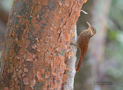 Ivoorsnavelmuisspecht - Ivory-billed Woodcreeper - Xiphorhynchus flavigaster yucatanensis