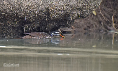 Watertrapper - African finfoot - Podica senegalensis
