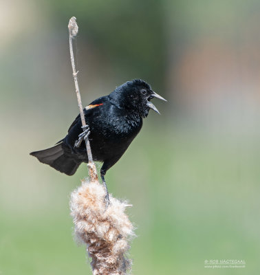 Driekleurtroepiaal - Tricolored Blackbird - Agelaius tricolor