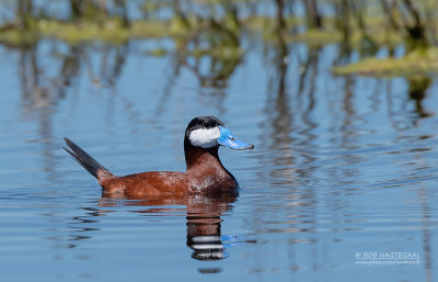 Rosse stekelstaart - Ruddy duck - Oxyura jamaicensis