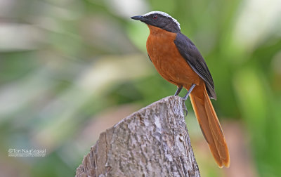 Schubkaplawaaimaker - White crowned Robin Chat - Cossypha albicapillus