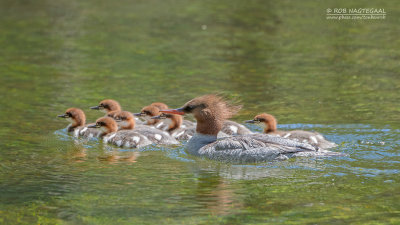 Grote Zaagbek - Goosander - Mergus merganser