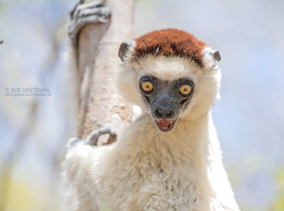 Verreauxsifaka - verreaux's sifaka - Propithecus verreauxi