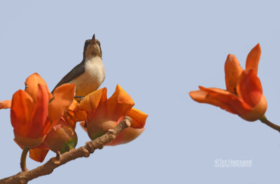 Violetrughoningzuiger - Westren Violet Sunbird - Anthreptes longuemarei