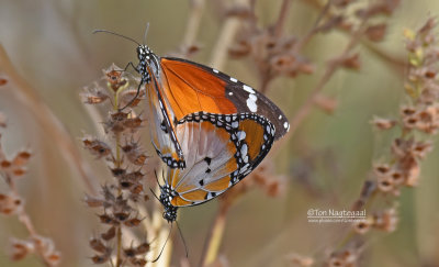 Kleine monarchvlinder - Plain tiger - Panaus chrysippus
