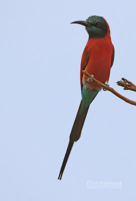 Noordelijke karmijnrode bijeneter - Northern Carmine Bee-eater - Merops nubicus