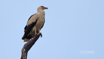 Palmgier - Palm-nut vulture - Gypohierax angolensis
