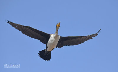 Witborst aalscholver - Whitebreasted cormorant - Phalacrocorax lucidus